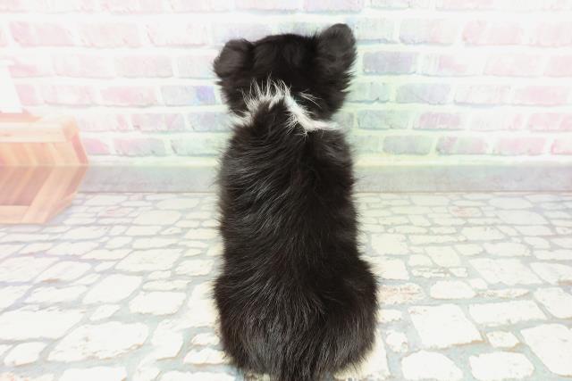 東京都のチワワ(ロング) (Coo&RIKU八王子西店/2025年12月29日生まれ/男の子/ブラックタンホワイト)の子犬の4枚目の画像