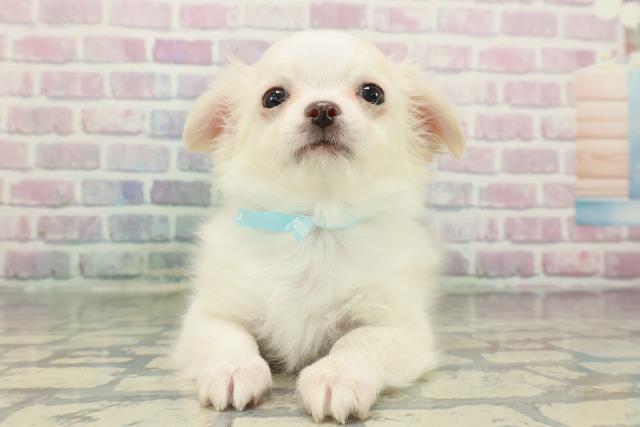 栃木県のチワワ(ロング) (Coo&RIKU小山店/2025年12月29日生まれ/男の子/クリームホワイト)の子犬の1枚目の画像