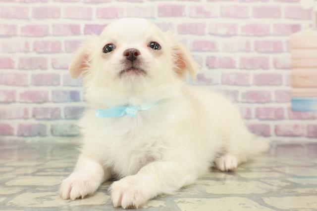 栃木県のチワワ(ロング) (Coo&RIKU小山店/2025年12月29日生まれ/男の子/クリームホワイト)の子犬の2枚目の画像