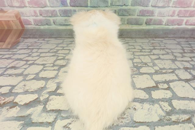 栃木県のチワワ(ロング) (Coo&RIKU小山店/2025年12月29日生まれ/男の子/クリームホワイト)の子犬の4枚目の画像