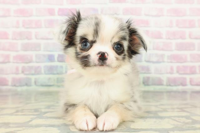 神奈川県のチワワ(ロング) (Coo&RIKU藤沢店/2025年12月29日生まれ/女の子/ブルーマール)の子犬の1枚目の画像