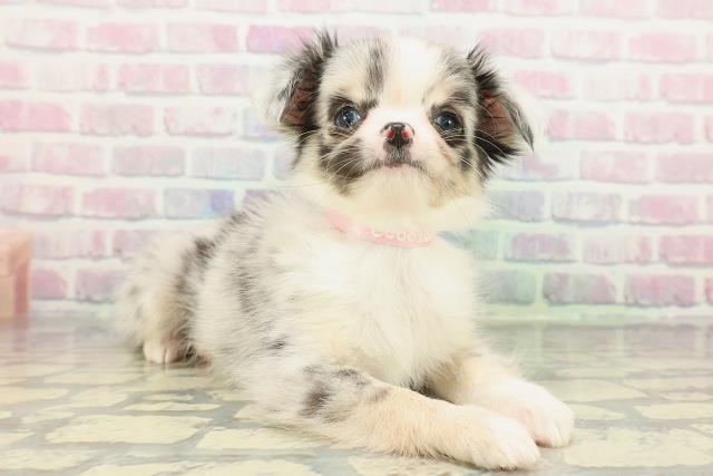 神奈川県のチワワ(ロング) (Coo&RIKU藤沢店/2025年12月29日生まれ/女の子/ブルーマール)の子犬の3枚目の画像