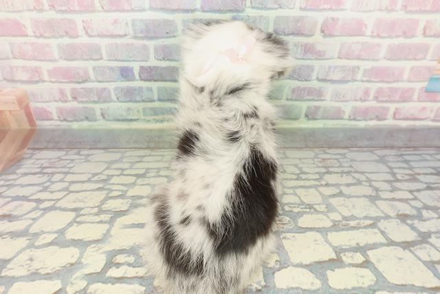 神奈川県のチワワ(ロング) (Coo&RIKU藤沢店/2025年12月29日生まれ/女の子/ブルーマール)の子犬の4枚目の画像