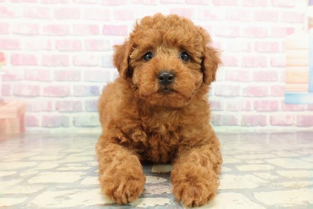 神奈川県のトイプードル(トイ) (Coo&RIKU横須賀店/2025年12月30日生まれ/男の子/レッド)の子犬の1枚目の画像