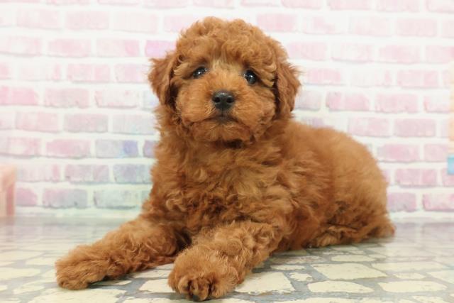 神奈川県のトイプードル(トイ) (Coo&RIKU横須賀店/2025年12月30日生まれ/男の子/レッド)の子犬の2枚目の画像