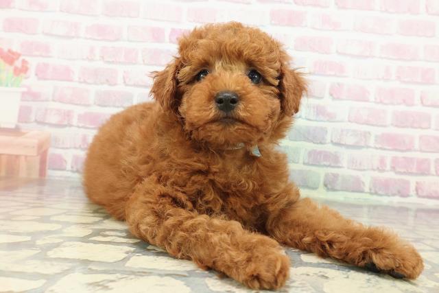 神奈川県のトイプードル(トイ) (Coo&RIKU横須賀店/2025年12月30日生まれ/男の子/レッド)の子犬の3枚目の画像