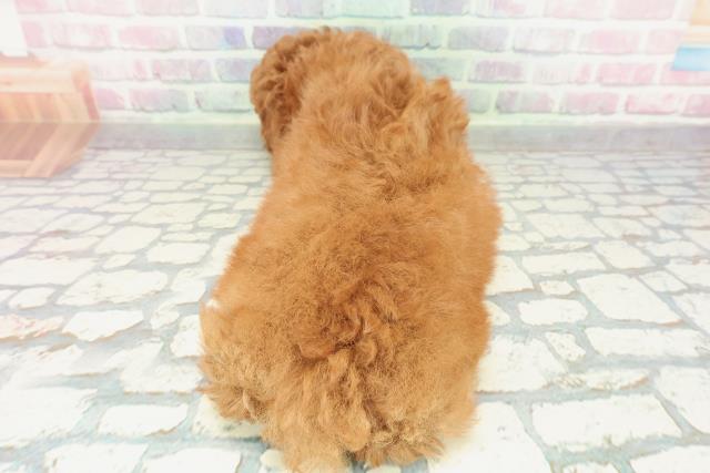 神奈川県のトイプードル(トイ) (Coo&RIKU横須賀店/2025年12月30日生まれ/男の子/レッド)の子犬の4枚目の画像