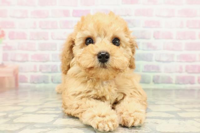 トイ・プードル