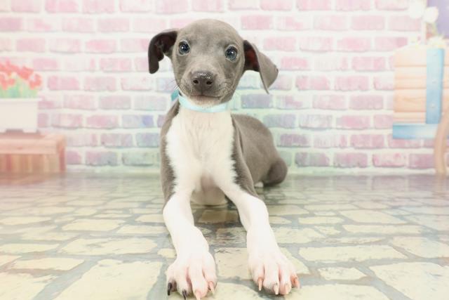 栃木県のイタリアングレーハウンド (Coo&RIKUFKDインターパーク店/2025年12月28日生まれ/男の子/ブルーホワイトマーキングス)の子犬の1枚目の画像
