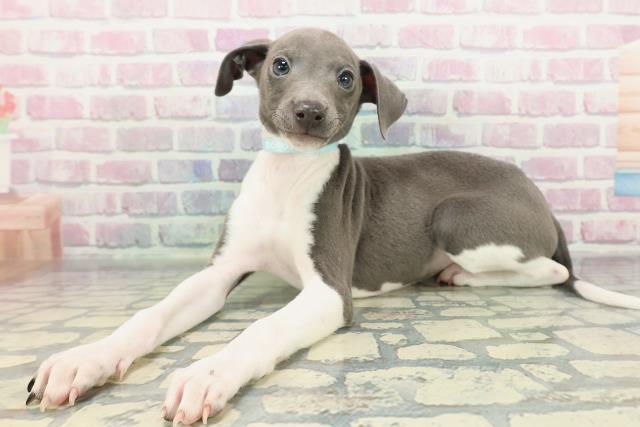 栃木県のイタリアングレーハウンド (Coo&RIKUFKDインターパーク店/2025年12月28日生まれ/男の子/ブルーホワイトマーキングス)の子犬の2枚目の画像