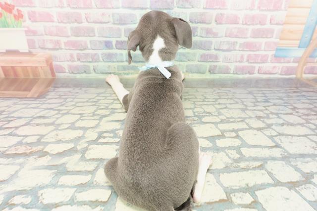 栃木県のイタリアングレーハウンド (Coo&RIKUFKDインターパーク店/2025年12月28日生まれ/男の子/ブルーホワイトマーキングス)の子犬の4枚目の画像