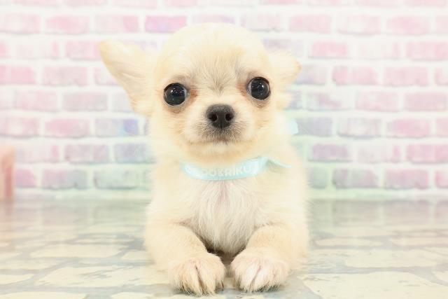 チワワ（ロングコート）