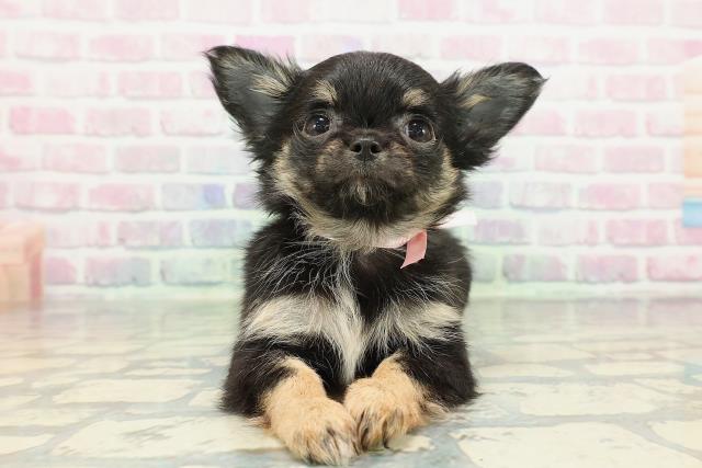 神奈川県のチワワ(ロング) (Coo&RIKU小田原店/2025年12月25日生まれ/女の子/ブラックタン)の子犬の1枚目の画像