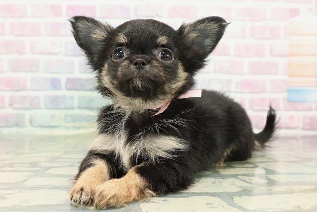神奈川県のチワワ(ロング) (Coo&RIKU小田原店/2025年12月25日生まれ/女の子/ブラックタン)の子犬の2枚目の画像