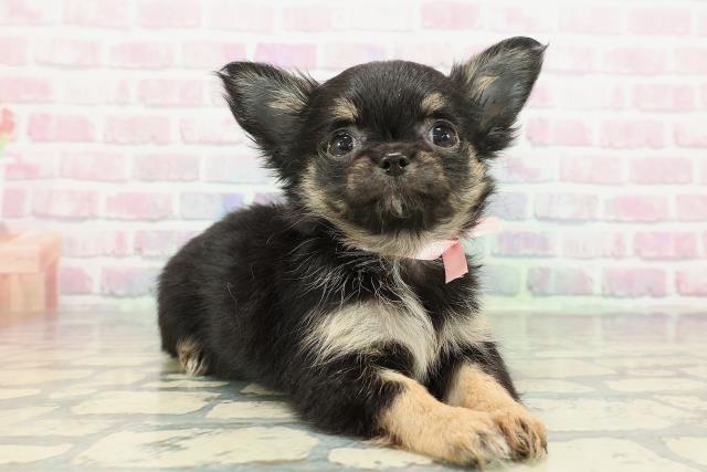 神奈川県のチワワ(ロング) (Coo&RIKU小田原店/2025年12月25日生まれ/女の子/ブラックタン)の子犬の3枚目の画像