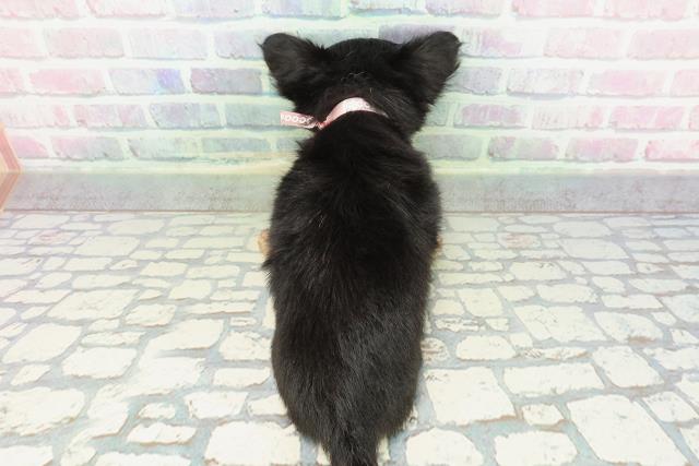 神奈川県のチワワ(ロング) (Coo&RIKU小田原店/2025年12月25日生まれ/女の子/ブラックタン)の子犬の4枚目の画像