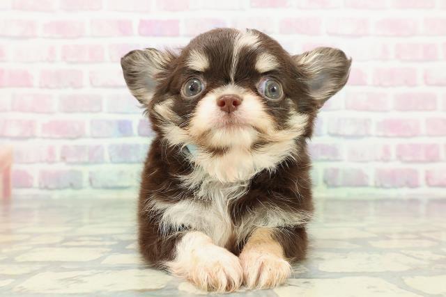 神奈川県のチワワ(ロング) (Coo&RIKU秦野店/2025年12月31日生まれ/男の子/チョコレートタンホワイト)の子犬の1枚目の画像