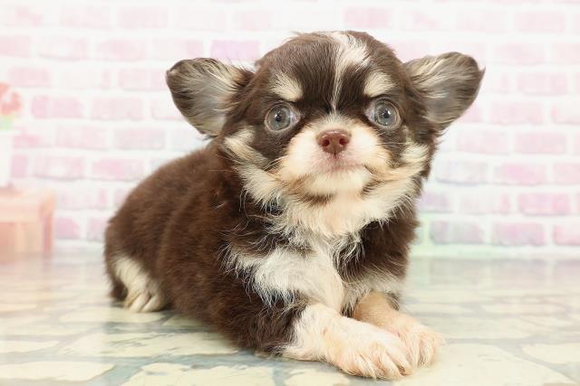 神奈川県のチワワ(ロング) (Coo&RIKU秦野店/2025年12月31日生まれ/男の子/チョコレートタンホワイト)の子犬の3枚目の画像