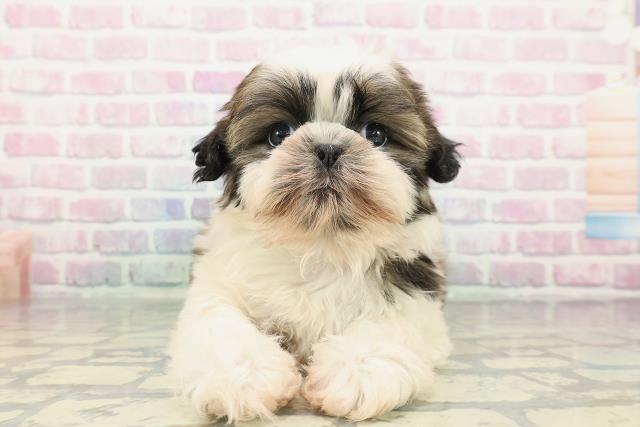 栃木県のシーズー (Coo&RIKU小山店/2025年12月30日生まれ/男の子/ホワイトゴールド)の子犬の1枚目の画像