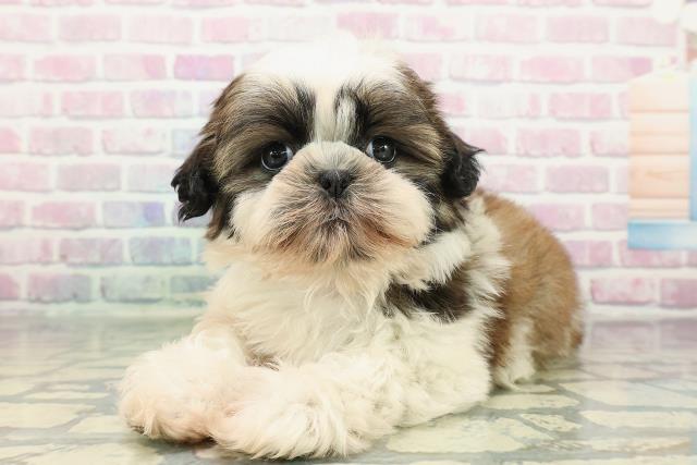 栃木県のシーズー (Coo&RIKU小山店/2025年12月30日生まれ/男の子/ホワイトゴールド)の子犬の2枚目の画像