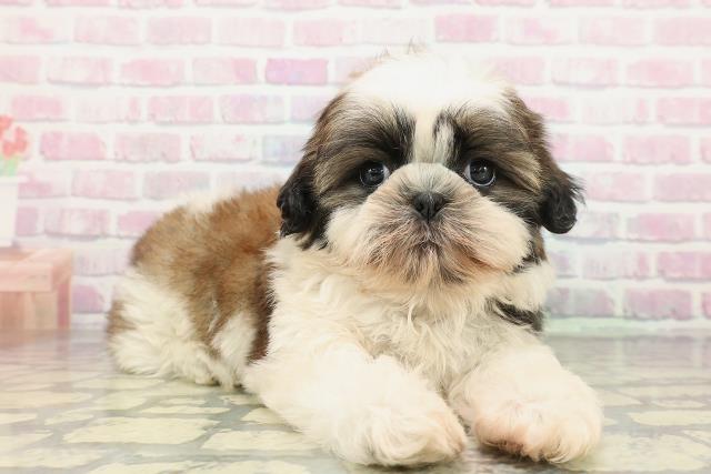 栃木県のシーズー (Coo&RIKU小山店/2025年12月30日生まれ/男の子/ホワイトゴールド)の子犬の3枚目の画像