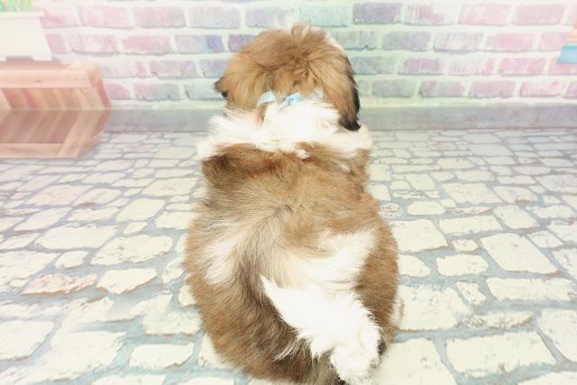 栃木県のシーズー (Coo&RIKU小山店/2025年12月30日生まれ/男の子/ホワイトゴールド)の子犬の4枚目の画像