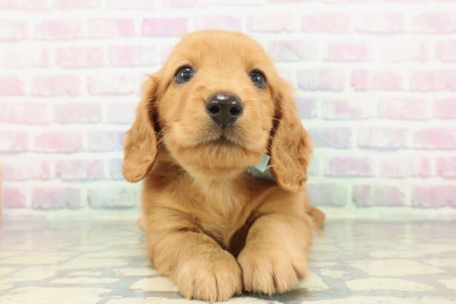 東京都のミニチュアダックスフンド(ロング) (Coo&RIKU府中店/2025年12月30日生まれ/男の子/クリアレッド)の子犬の1枚目の画像