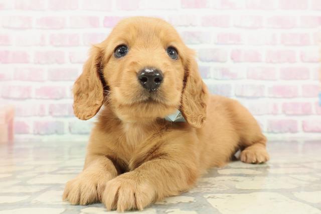 東京都のミニチュアダックスフンド(ロング) (Coo&RIKU府中店/2025年12月30日生まれ/男の子/クリアレッド)の子犬の2枚目の画像