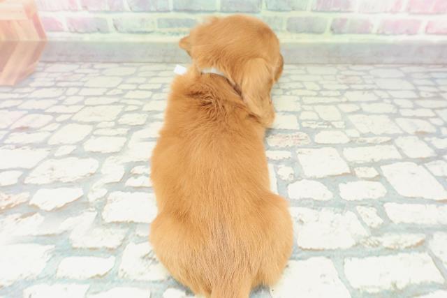 東京都のミニチュアダックスフンド(ロング) (Coo&RIKU府中店/2025年12月30日生まれ/男の子/クリアレッド)の子犬の4枚目の画像