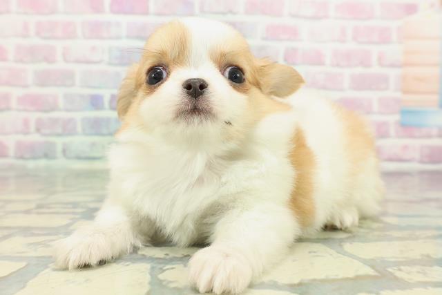 神奈川県のチワワ(ロング) (Coo&RIKU横浜港南台店/2026年1月1日生まれ/女の子/パーティーカラー)の子犬の2枚目の画像