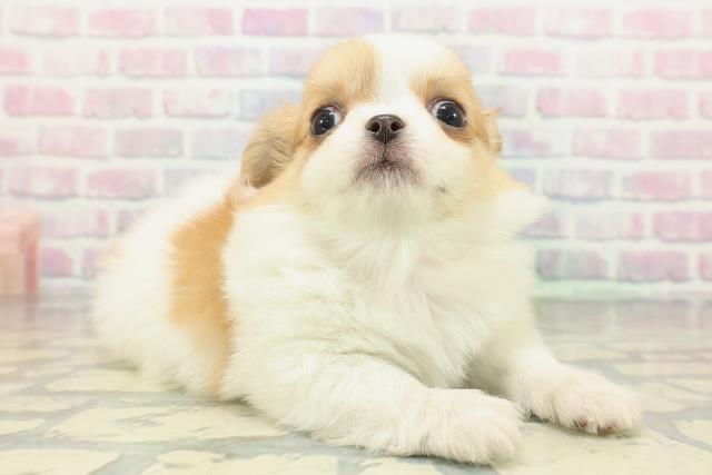 神奈川県のチワワ(ロング) (Coo&RIKU横浜港南台店/2026年1月1日生まれ/女の子/パーティーカラー)の子犬の3枚目の画像