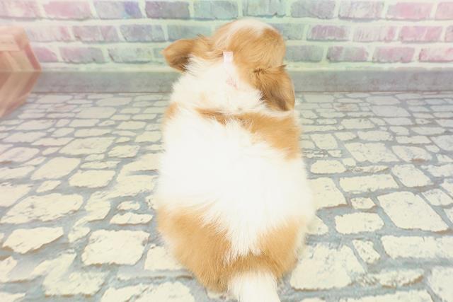 神奈川県のチワワ(ロング) (Coo&RIKU横浜港南台店/2026年1月1日生まれ/女の子/パーティーカラー)の子犬の4枚目の画像