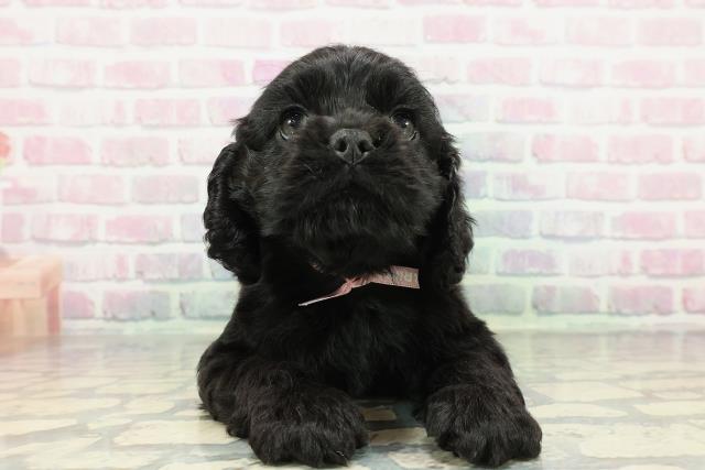 神奈川県のアメリカンコッカースパニエル (Coo&RIKU藤沢店/2025年12月30日生まれ/女の子/ブラック)の子犬の1枚目の画像