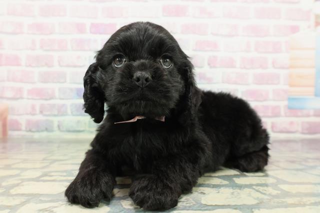 神奈川県のアメリカンコッカースパニエル (Coo&RIKU藤沢店/2025年12月30日生まれ/女の子/ブラック)の子犬の2枚目の画像