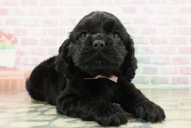 神奈川県のアメリカンコッカースパニエル (Coo&RIKU藤沢店/2025年12月30日生まれ/女の子/ブラック)の子犬の3枚目の画像