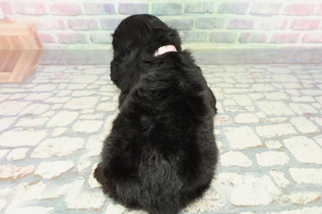 神奈川県のアメリカンコッカースパニエル (Coo&RIKU藤沢店/2025年12月30日生まれ/女の子/ブラック)の子犬の4枚目の画像