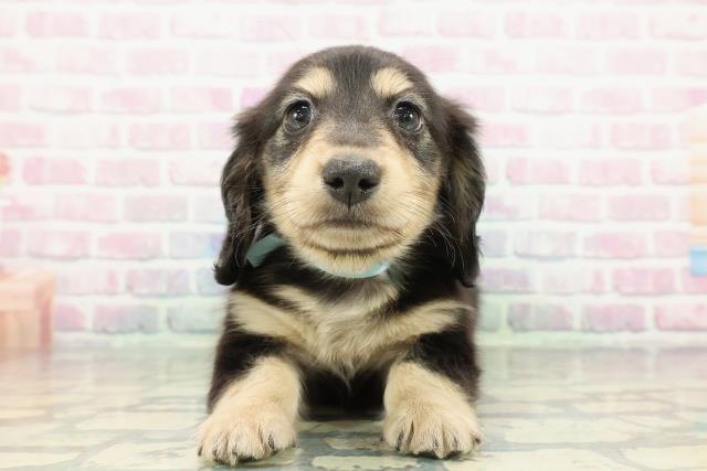 栃木県のミニチュアダックスフンド(ロング) (Coo&RIKU小山店/2026年1月1日生まれ/男の子/ブラックタン)の子犬の1枚目の画像