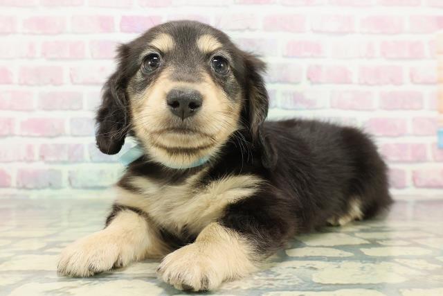 栃木県のミニチュアダックスフンド(ロング) (Coo&RIKU小山店/2026年1月1日生まれ/男の子/ブラックタン)の子犬の2枚目の画像