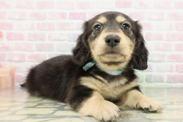 栃木県のミニチュアダックスフンド(ロング) (Coo&RIKU小山店/2026年1月1日生まれ/男の子/ブラックタン)の子犬の3枚目の画像