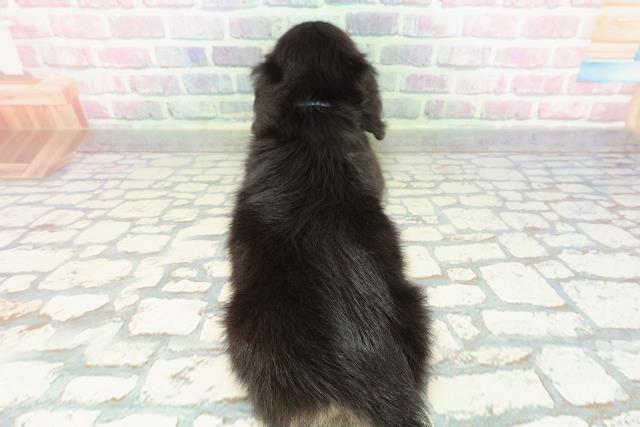 栃木県のミニチュアダックスフンド(ロング) (Coo&RIKU小山店/2026年1月1日生まれ/男の子/ブラックタン)の子犬の4枚目の画像