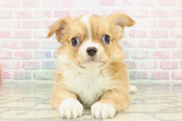 栃木県のチワワ(ロング) (Coo&RIKU足利店/2026年1月1日生まれ/女の子/フォーンホワイト)の子犬の1枚目の画像