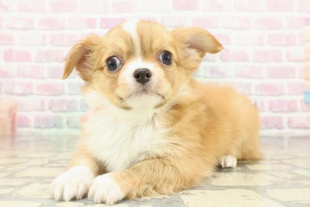 栃木県のチワワ(ロング) (Coo&RIKU足利店/2026年1月1日生まれ/女の子/フォーンホワイト)の子犬の2枚目の画像