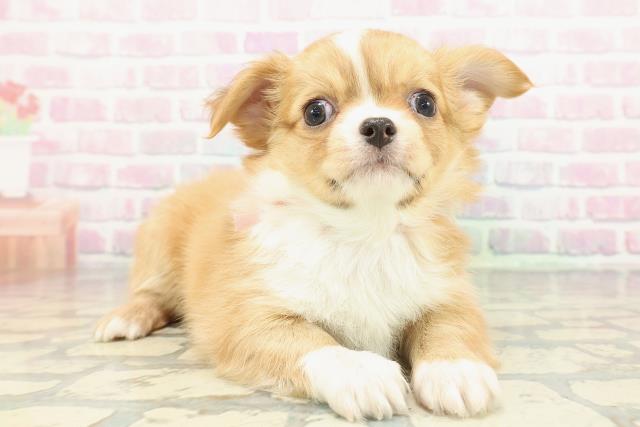 栃木県のチワワ(ロング) (Coo&RIKU足利店/2026年1月1日生まれ/女の子/フォーンホワイト)の子犬の3枚目の画像