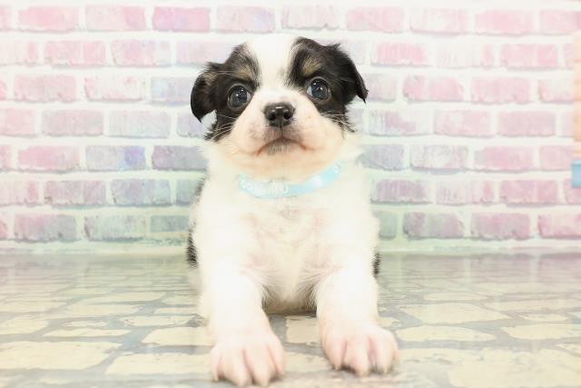 神奈川県のパピチー/チワパピ(パピヨン×チワワ) (Coo&RIKU横須賀店/2026年1月1日生まれ/男の子/ブラックタンホワイト)の子犬の1枚目の画像