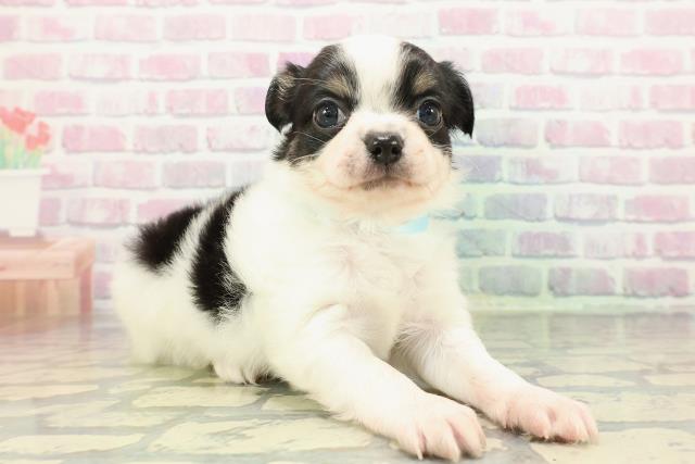 神奈川県のパピチー/チワパピ(パピヨン×チワワ) (Coo&RIKU横須賀店/2026年1月1日生まれ/男の子/ブラックタンホワイト)の子犬の3枚目の画像