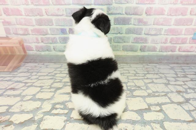 神奈川県のパピチー/チワパピ(パピヨン×チワワ) (Coo&RIKU横須賀店/2026年1月1日生まれ/男の子/ブラックタンホワイト)の子犬の4枚目の画像