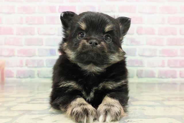 神奈川県のポメチワ/チワポメ/ポメチー(ポメラニアン×チワワ) (Coo&RIKU横浜港南台店/2025年12月30日生まれ/女の子/ブラックタン)の子犬の1枚目の画像