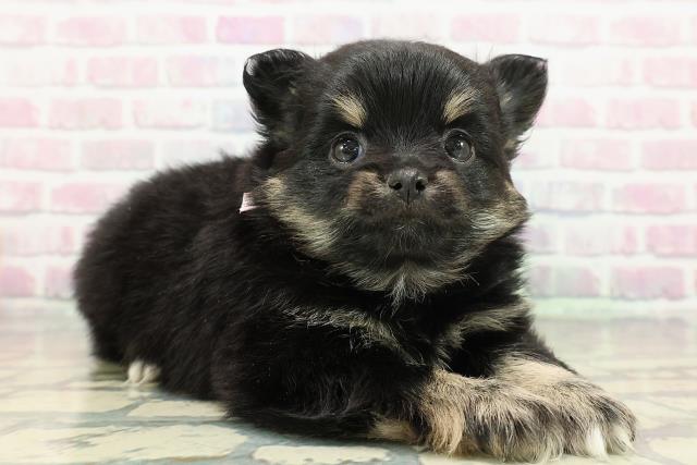 神奈川県のポメチワ/チワポメ/ポメチー(ポメラニアン×チワワ) (Coo&RIKU横浜港南台店/2025年12月30日生まれ/女の子/ブラックタン)の子犬の3枚目の画像