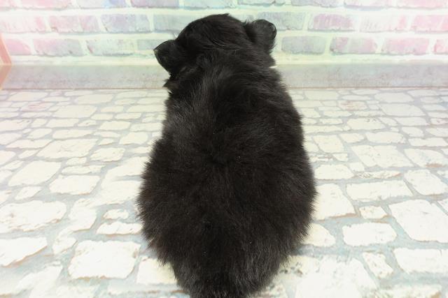 神奈川県のポメチワ/チワポメ/ポメチー(ポメラニアン×チワワ) (Coo&RIKU横浜港南台店/2025年12月30日生まれ/女の子/ブラックタン)の子犬の4枚目の画像