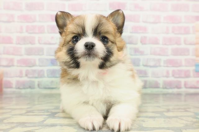 茨城県のポメチワ/チワポメ/ポメチー(ポメラニアン×チワワ) (Coo&RIKU石岡店/2025年12月30日生まれ/女の子/パーティーカラー)の子犬の1枚目の画像